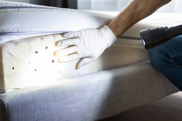 Best Rat Extermination Near Me  in South Charleston, OH