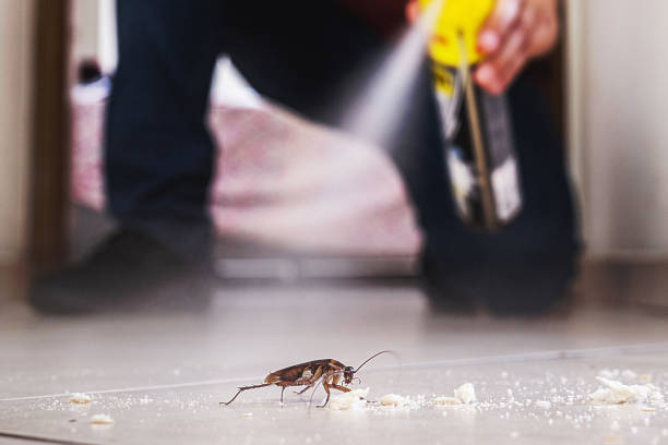 Best Spider Control Near Me  in South Charleston, OH